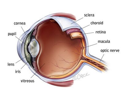 A cross section of a healthy human eye, including the cornea, pupil, lens, iris, vitreous, optic nerve, macula, retina, choroid and sclera.